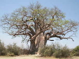 Baobab Tree