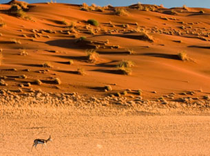 Namib Desert