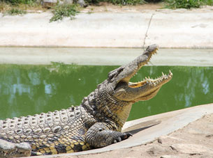 Otjiwarongo Crocodile Ranch