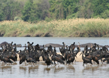 caprivi-strip